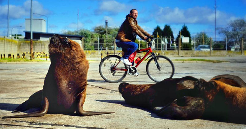 El efecto de la cuarentena: los lobos marinos se apoderan de Mar del Plata