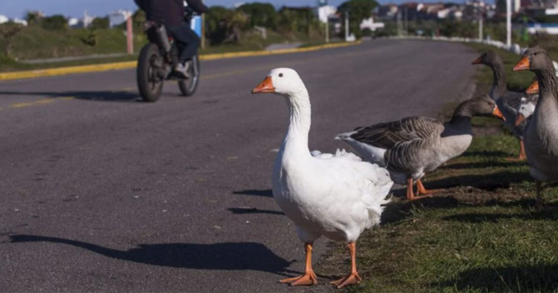 Invasión de distintos tipos de aves en la laguna de Punta Mogotes